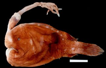 Media type: image;   Ichthyology 58858